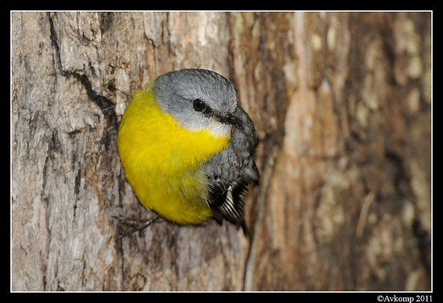 eastern yellow robin 0288