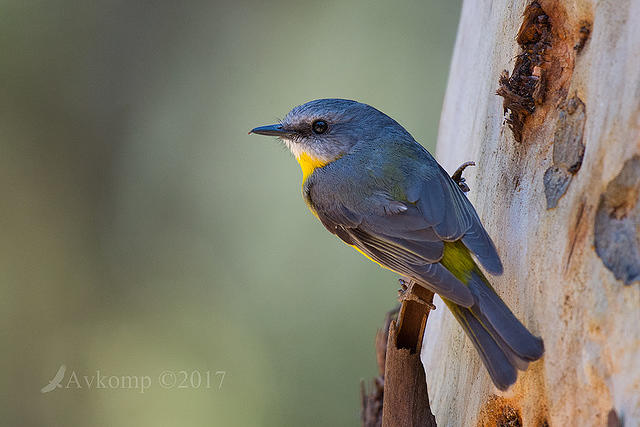 eastern yellow robin 14463