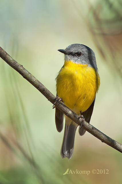 eastern yellow robin 1741