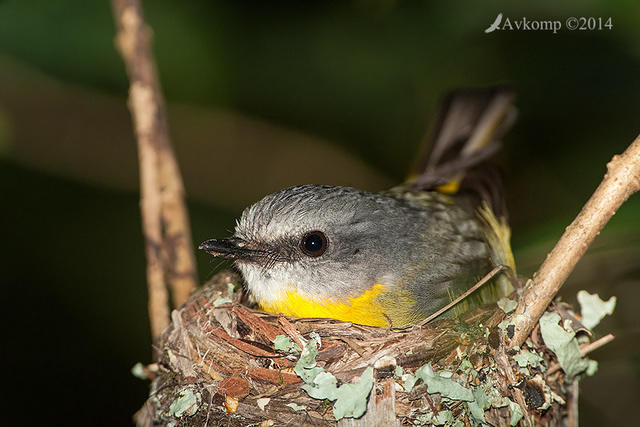 eastern yellow robin 17460