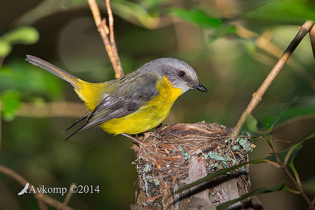 eastern yellow robin 17509