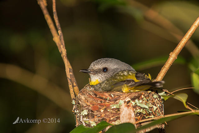 eastern yellow robin 17583