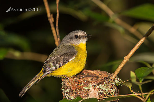 eastern yellow robin 17589