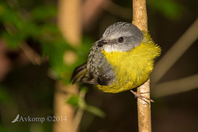 eastern yellow robin 17592