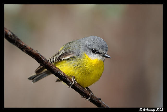 eastern yellow robin 2046