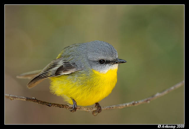 eastern yellow robin 2073