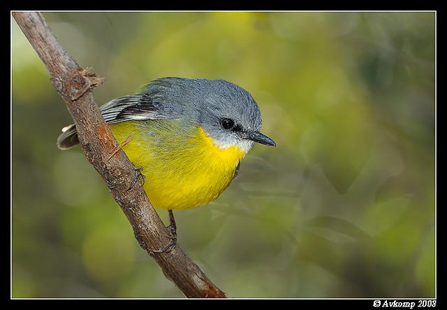 eastern yellow robin 2079