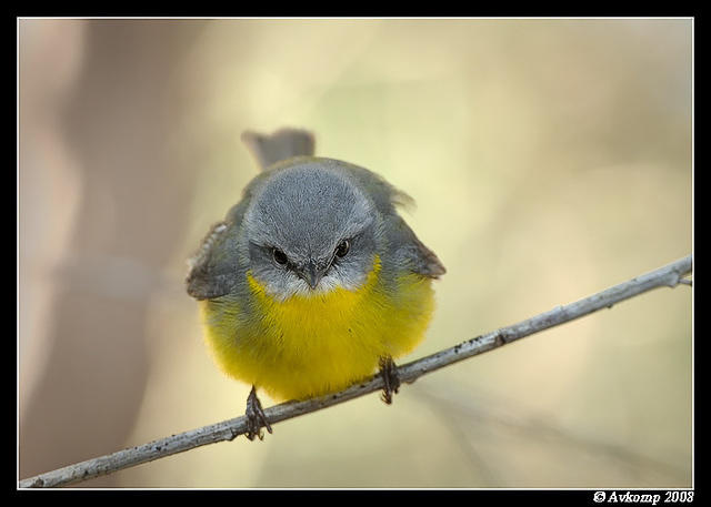 eastern yellow robin 2085