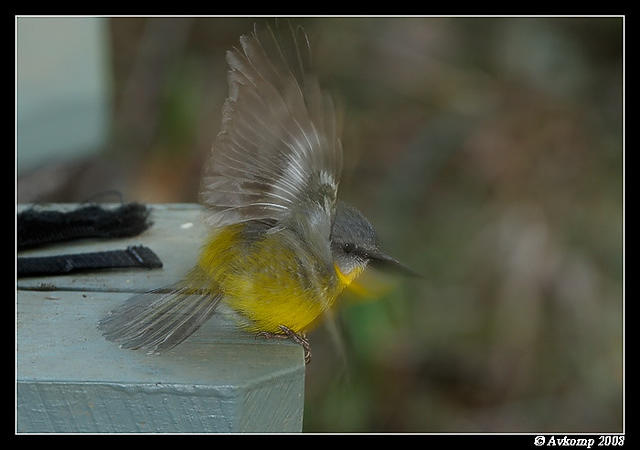 eastern yellow robin 2088