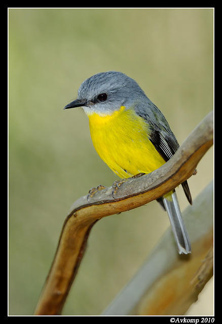 eastern yellow robin 3149