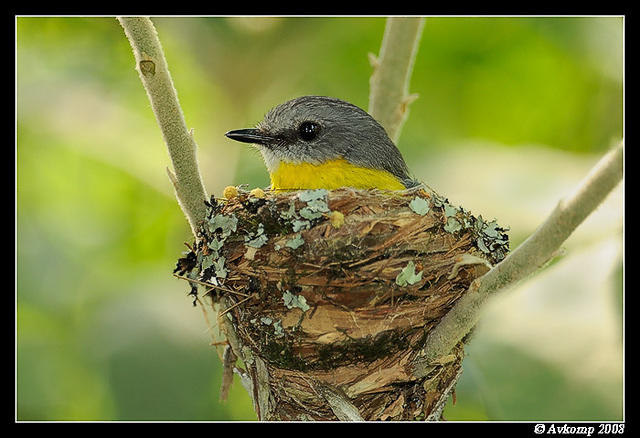 eastern yellow robin 3302