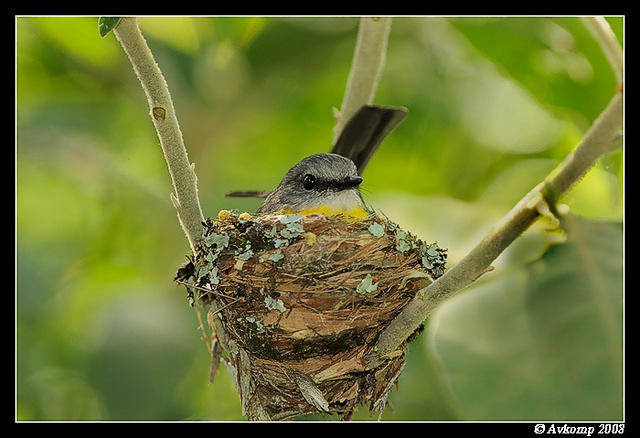 eastern yellow robin 3303