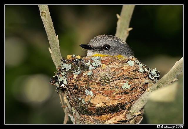 eastern yellow robin 3311