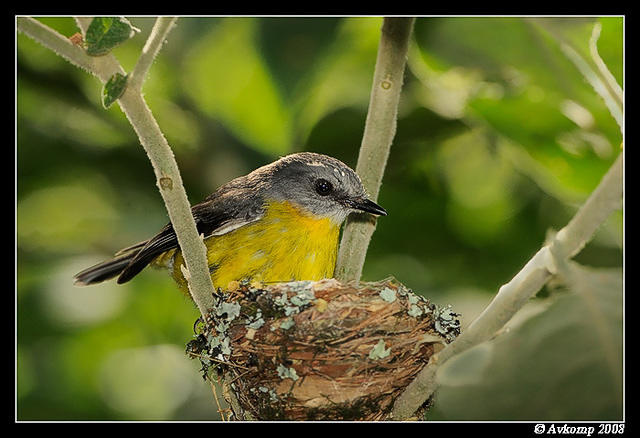 eastern yellow robin 3314