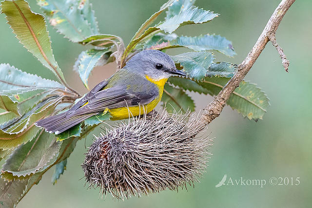 eastern yellow robin 3574