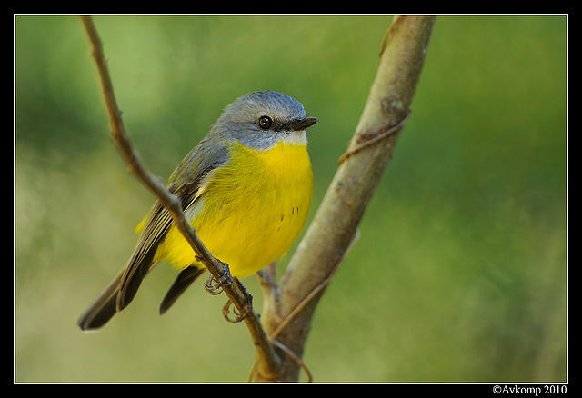 eastern yellow robin 6350