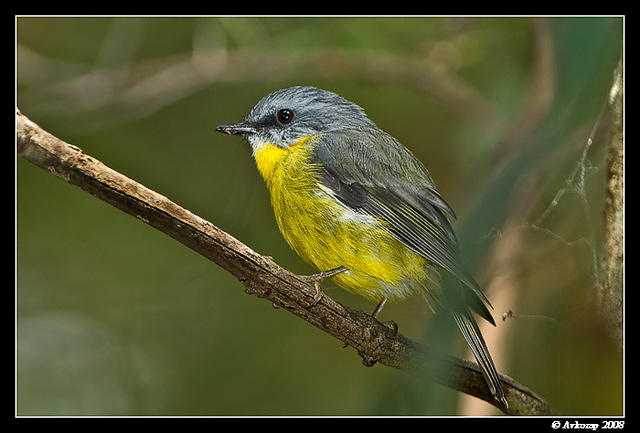 eastern yellow robin