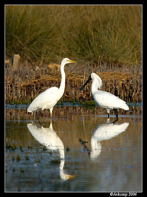 egret and spoonbill 5