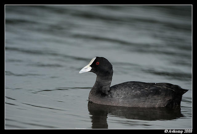 eurasian coot 3143