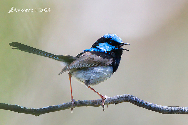 fairy wren 10974