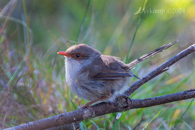 fairy wren 11221