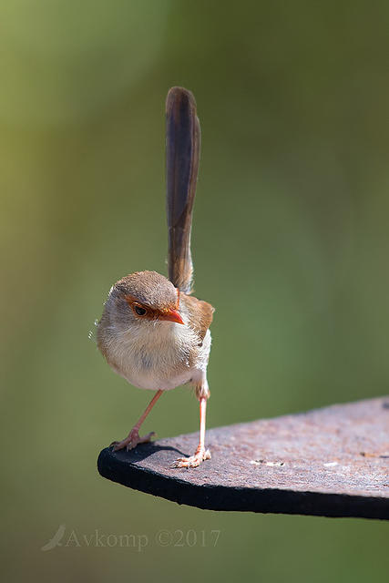 fairy wren 15091