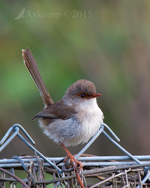 fairy wren 6105