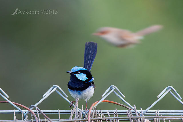 fairy wren 6112