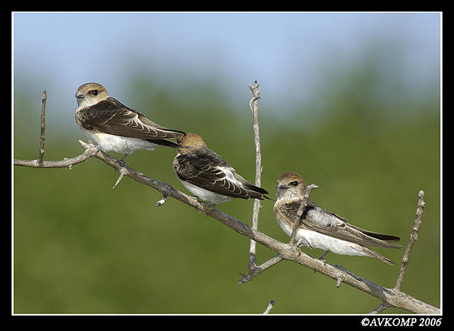 fairymartins