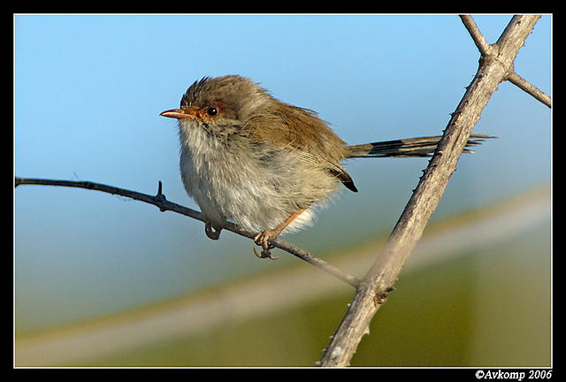 fairywren 3