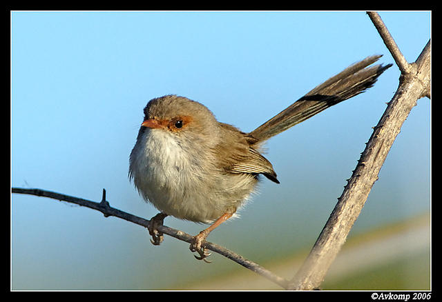 fairywren1