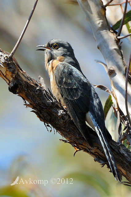 fan tailed cuckoo 4322