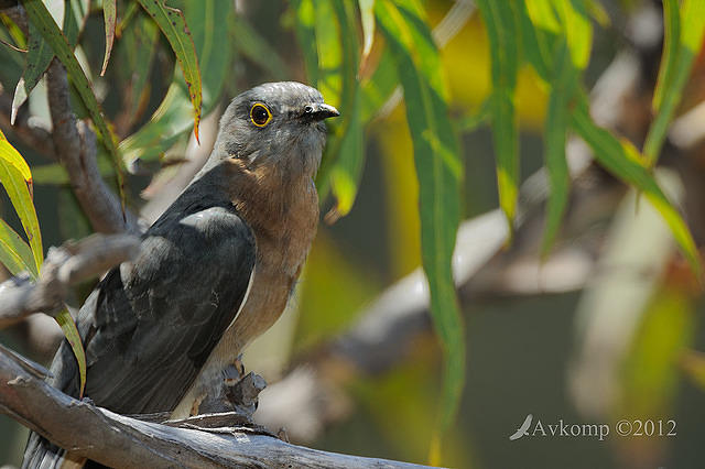 fan tailed cuckoo 4334