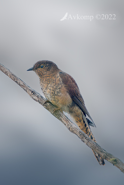 fantail cuckoo 6802 blurred bg