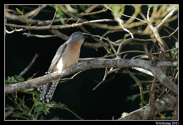 fantail cuckoo0377