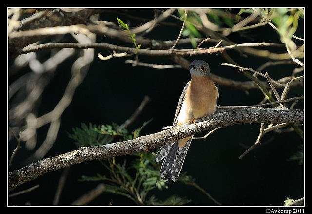 fantail cuckoo0378