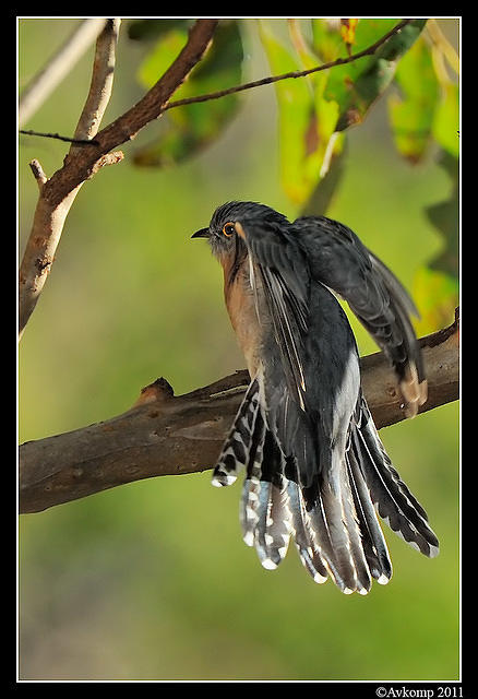 fantail cuckoo0379