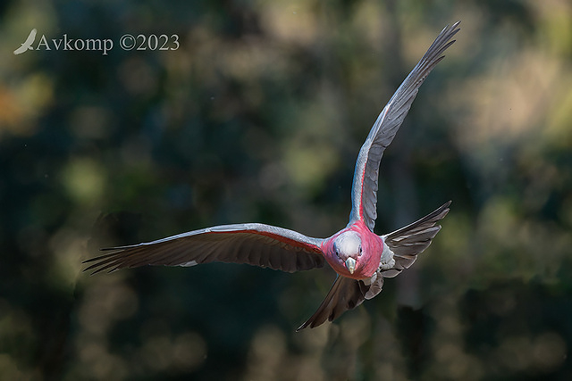 galah 10440