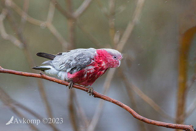 galah 10732