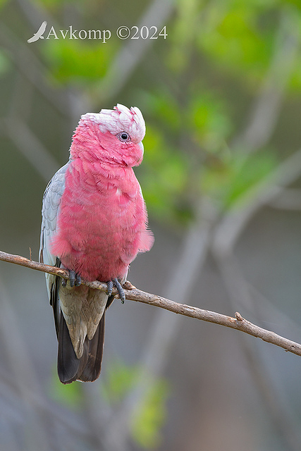 galah 10976