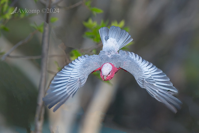 galah 11191