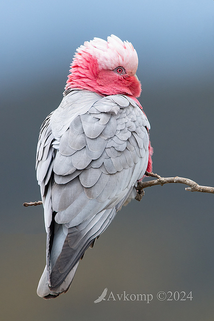 galah 11594