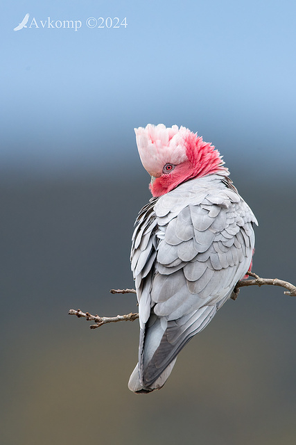 galah 11596