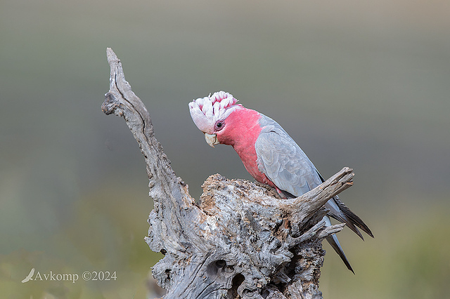 galah 11956-2