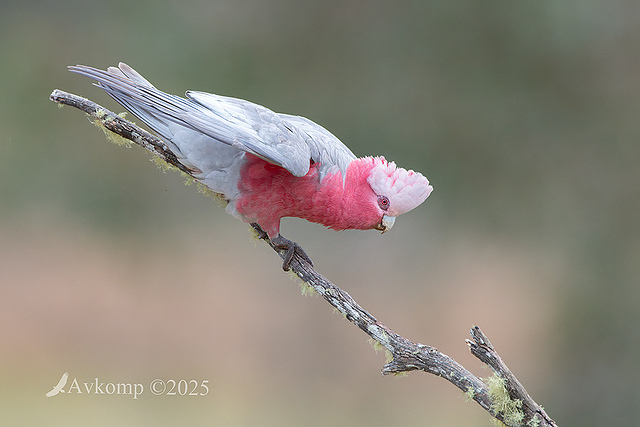 galah 13403