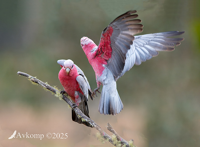 galah 13410