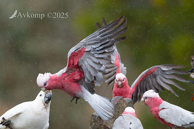 galah 13428