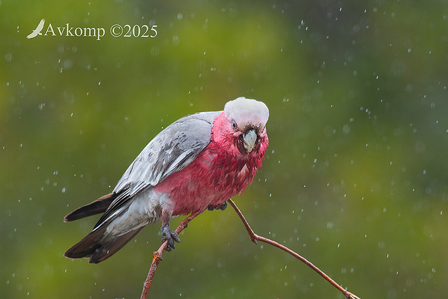galah 13431