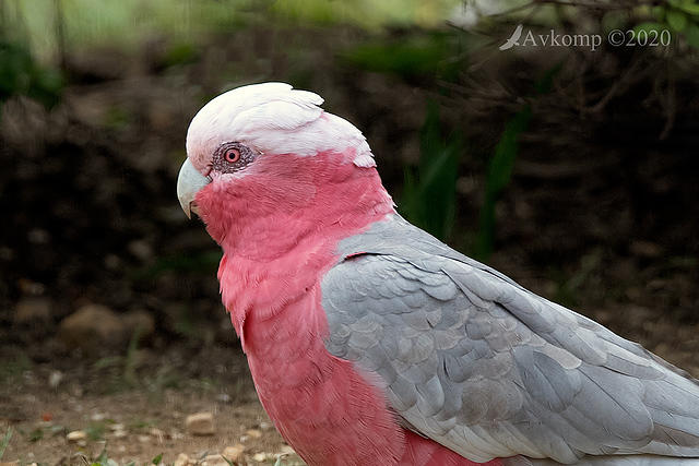 galah 3201