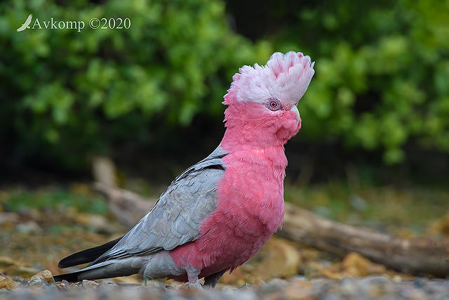 galah 3869